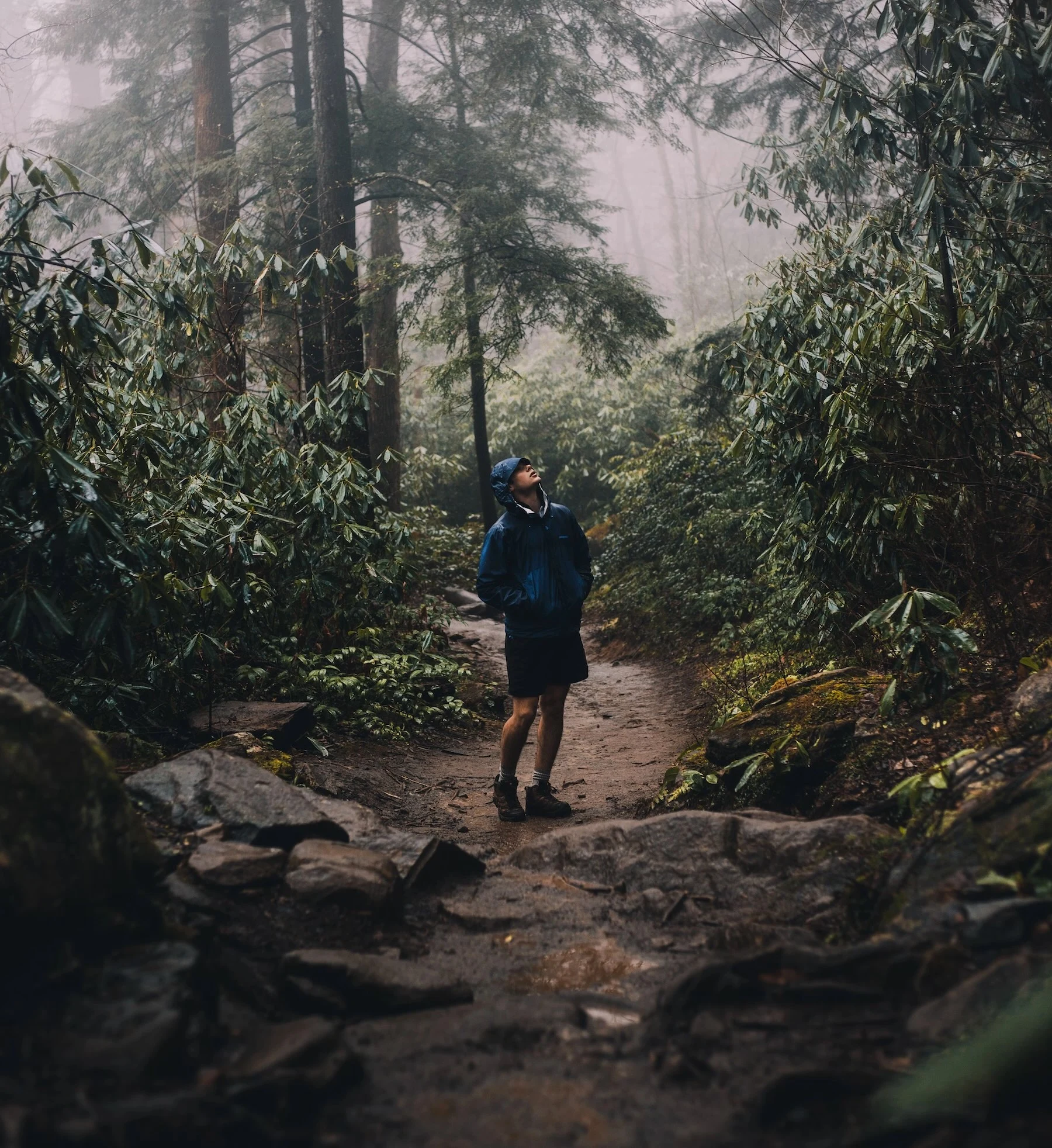 Person with backpack standing in a forest, looking up to the sky